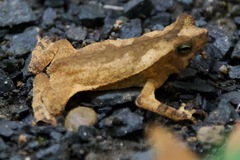 Rhinella alata