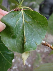 Thecabius populimonilis