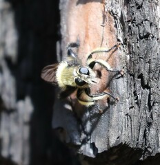 Laphria affinis