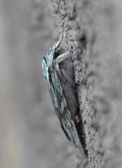 Lithophane leautieri