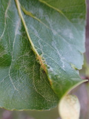 Thecabius populimonilis