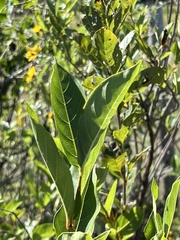 Cephalanthus occidentalis