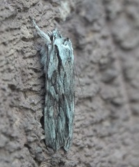 Lithophane leautieri