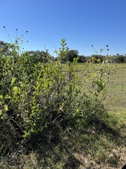 Cephalanthus occidentalis