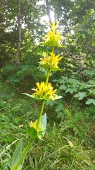 Gentiana lutea symphyandra