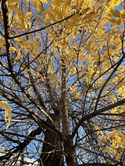 Fraxinus pennsylvanica