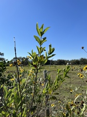 Cephalanthus occidentalis