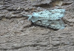 Lithophane ornitopus