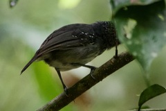 Dysithamnus puncticeps