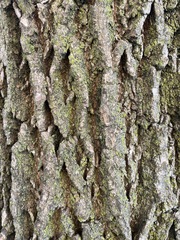 Fraxinus pennsylvanica