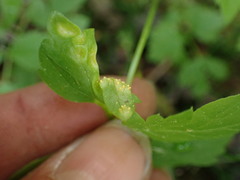 Puccinia violae