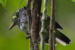 Dysithamnus puncticeps