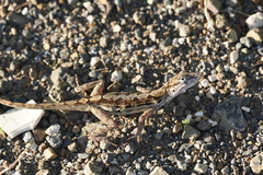 Anolis lineatus