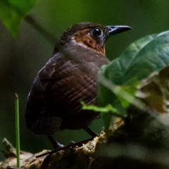 Cyphorhinus phaeocephalus