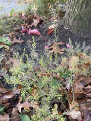 Lepidium densiflorum