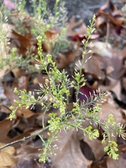 Lepidium densiflorum