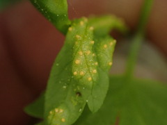 Puccinia violae