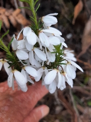 Tetratheca pilosa