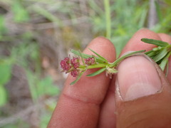 Galium boreale