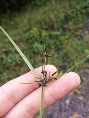 Cyperus flavescens