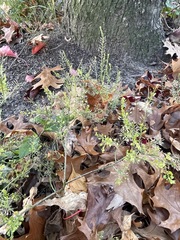 Lepidium densiflorum