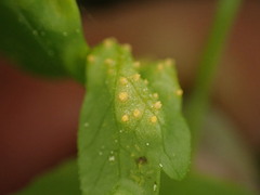 Puccinia violae
