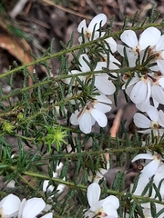 Tetratheca pilosa
