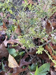 Lepidium densiflorum