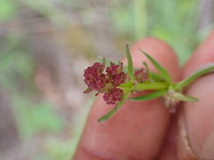 Galium boreale