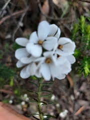 Tetratheca pilosa