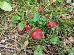 Hortiboletus rubellus