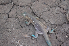 Cnemidophorus murinus