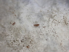 Isotomurus