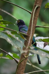 Trogon caligatus