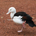 Radjah Shelduck - Photo (c) 104623964081378888743, some rights reserved (CC BY-NC), uploaded by 104623964081378888743