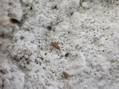 Isotomurus