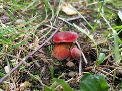 Hortiboletus rubellus