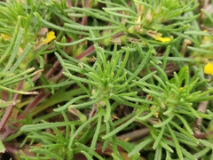 Ajuga chamaepitys