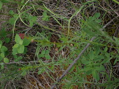 Galium boreale