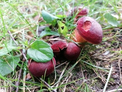 Hortiboletus rubellus