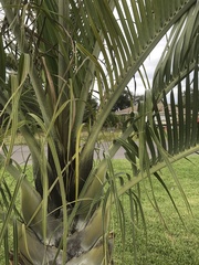 Dypsis decaryi