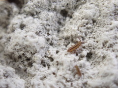 Isotomurus
