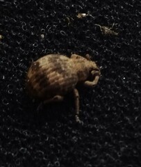 Pseudocneorhinus bifasciatus