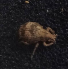 Pseudocneorhinus bifasciatus