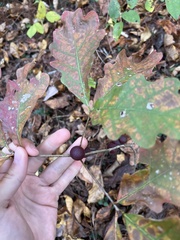 Disholcaspis globosa