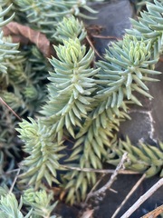 Petrosedum rupestre