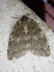 Epirrita dilutata
