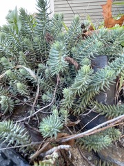 Petrosedum rupestre