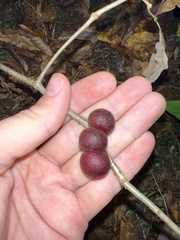 Disholcaspis globosa