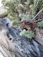 Petrosedum rupestre